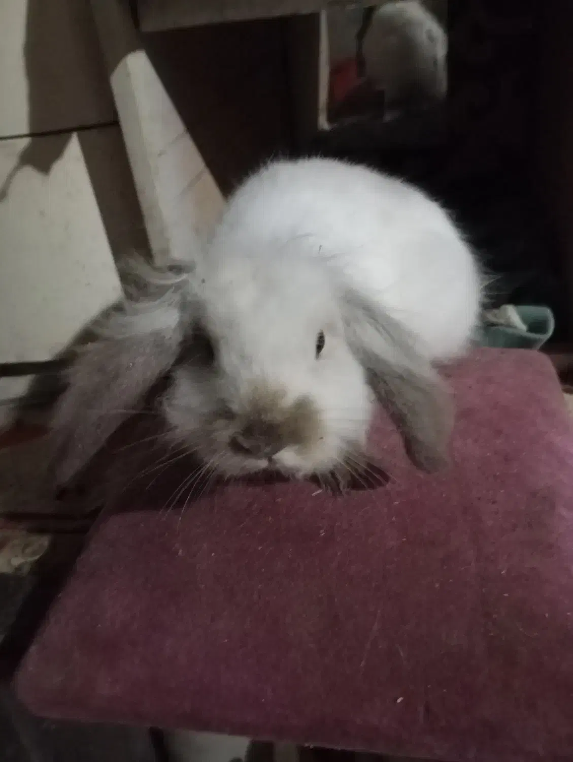 خرگوش لوپ|موش و خرگوش|سرخرود, |دیوار