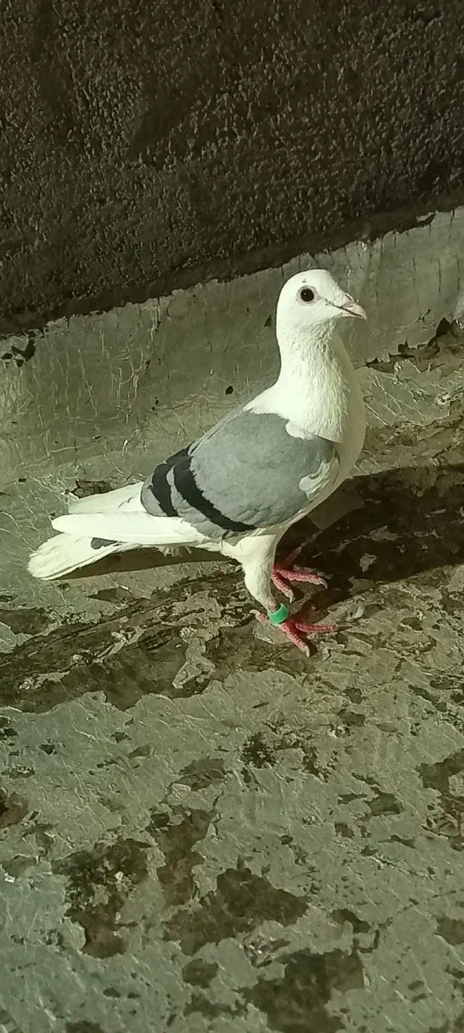 گراف ماده ذات درست|پرنده|تربت جام, معدآباد|دیوار