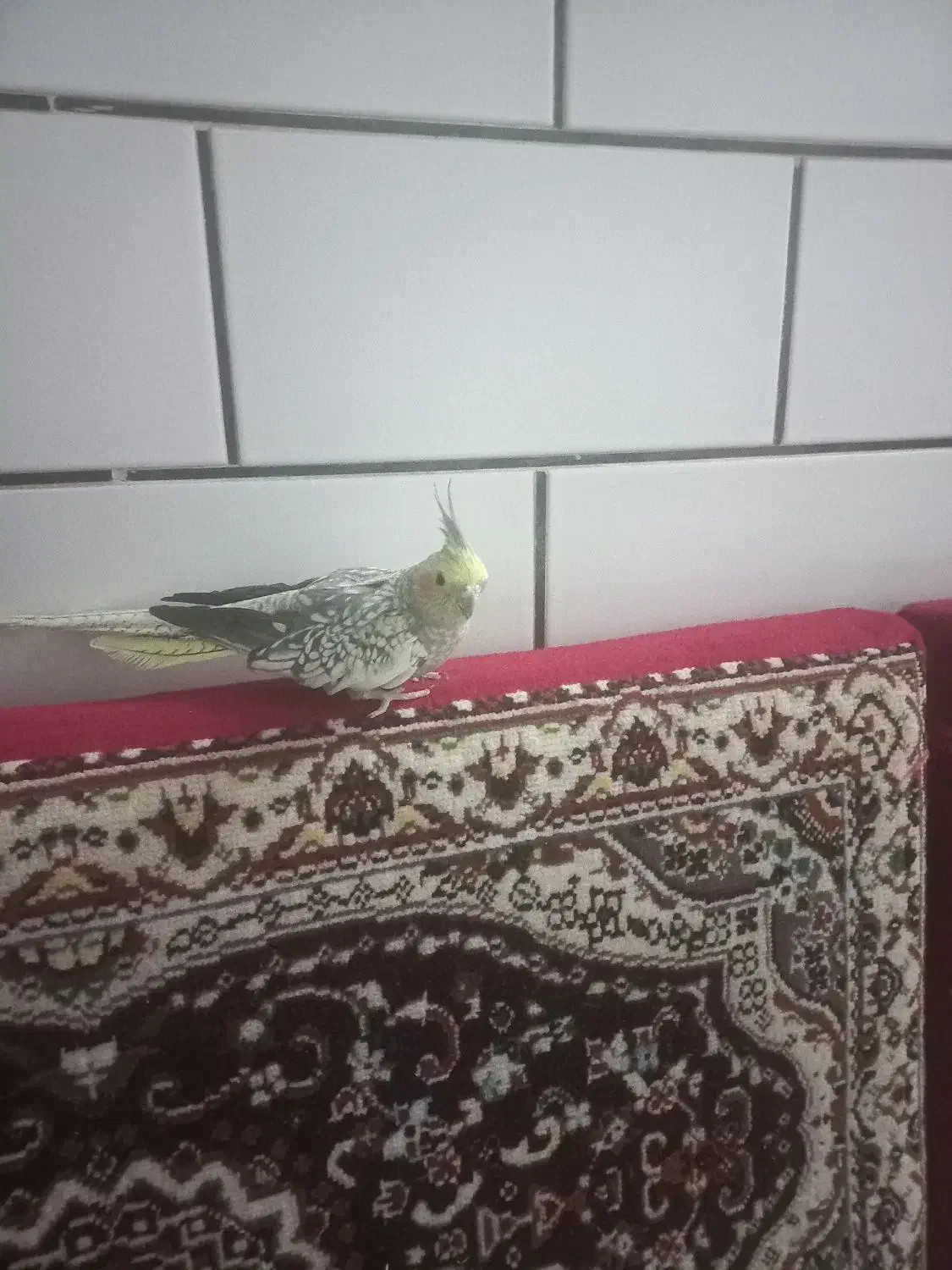 عروس هلندی دستی|پرنده|ساوه, |دیوار