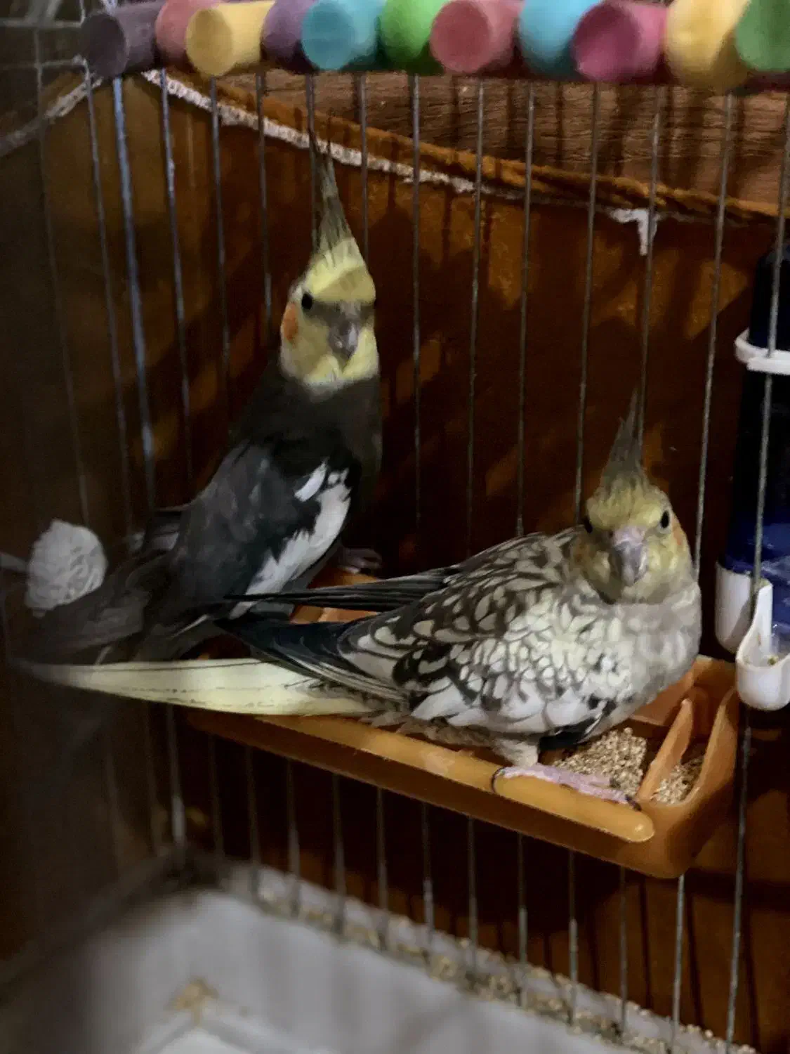 عروس هلندی|پرنده|سلماس, |دیوار