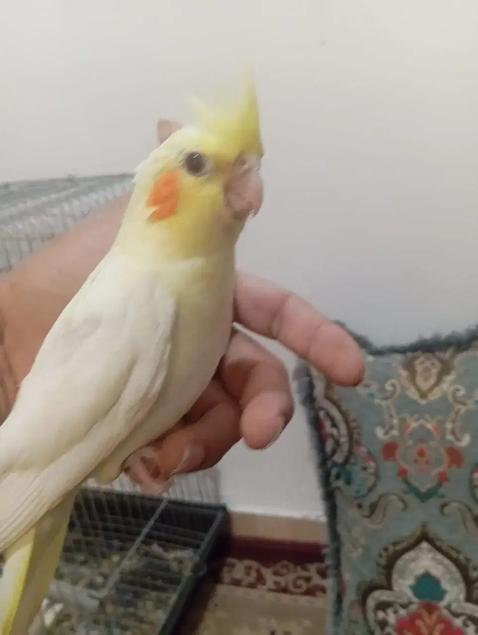 جوجه عروس دونخور سرلاکی کوتوله اشتی|پرنده|بندرعباس, |دیوار