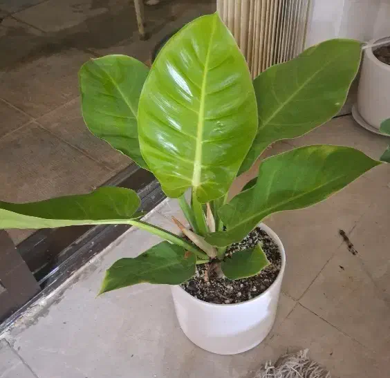 فروش گل تزیینی|گل و گیاه طبیعی|اصفهان, چرخاب|دیوار