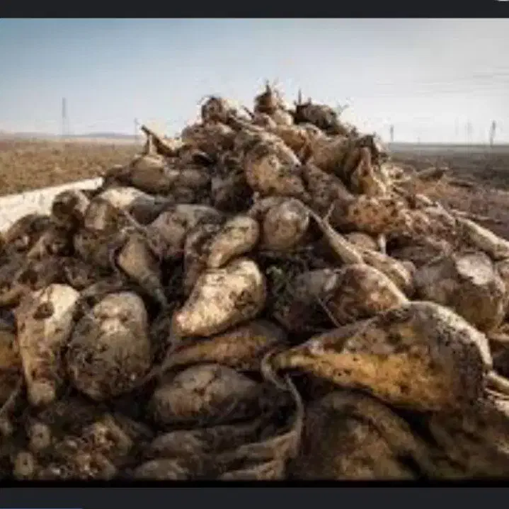 فروش چغندرقند تازع برای دام وخوراک|خوردنی و آشامیدنی|بشاریات, |دیوار