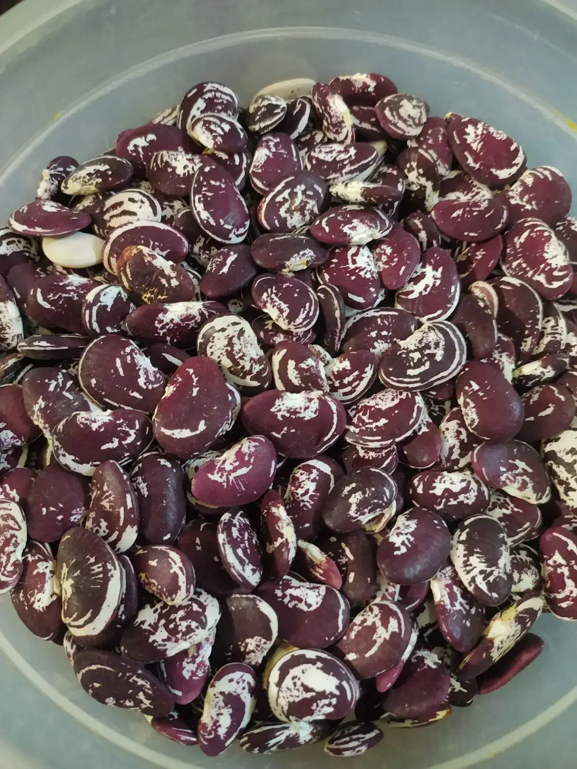 لوبیا کیلو ۳۵۰|خوردنی و آشامیدنی|آشخانه, |دیوار