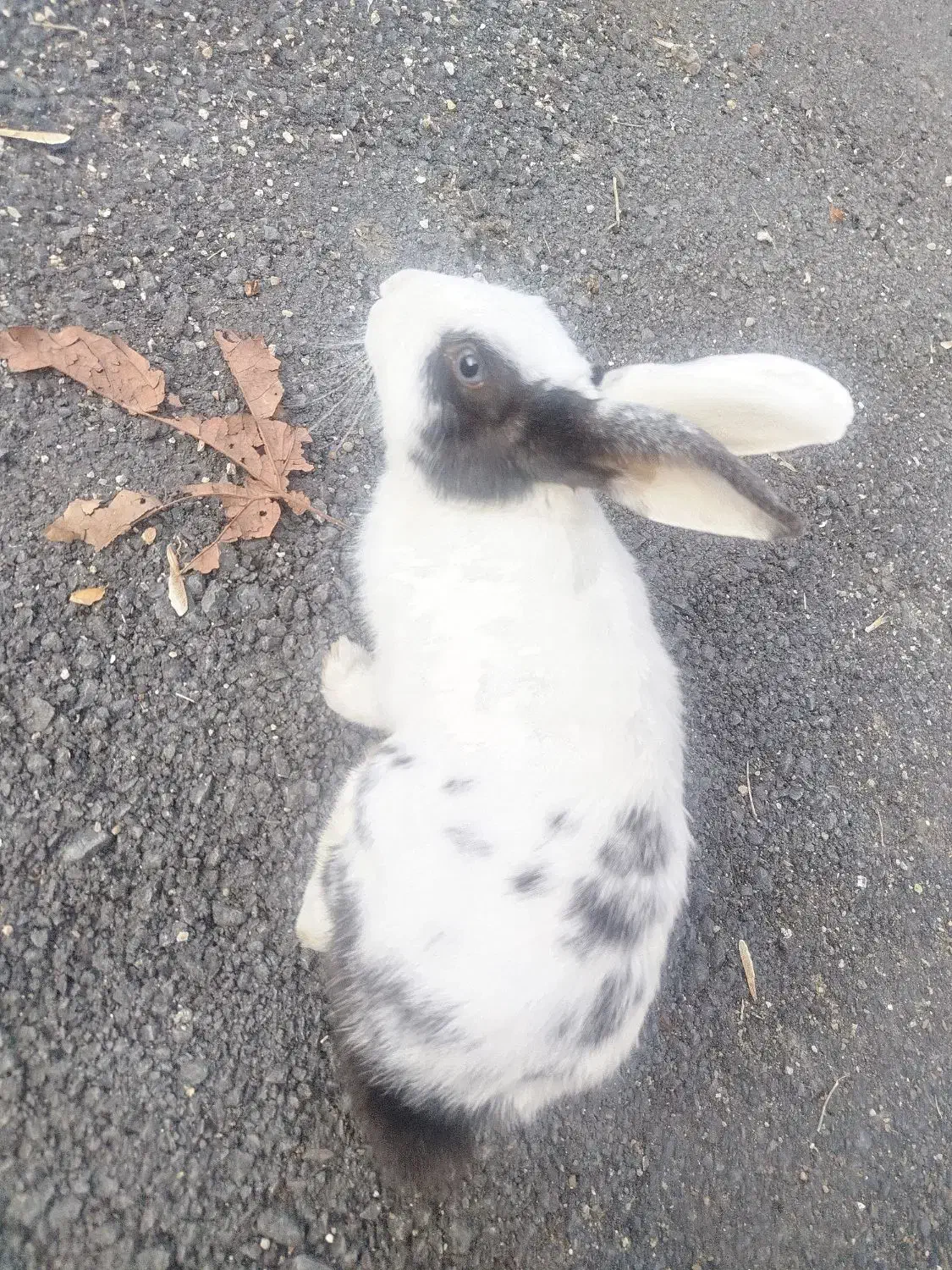 خرگوش|موش و خرگوش|خرمآباد, |دیوار