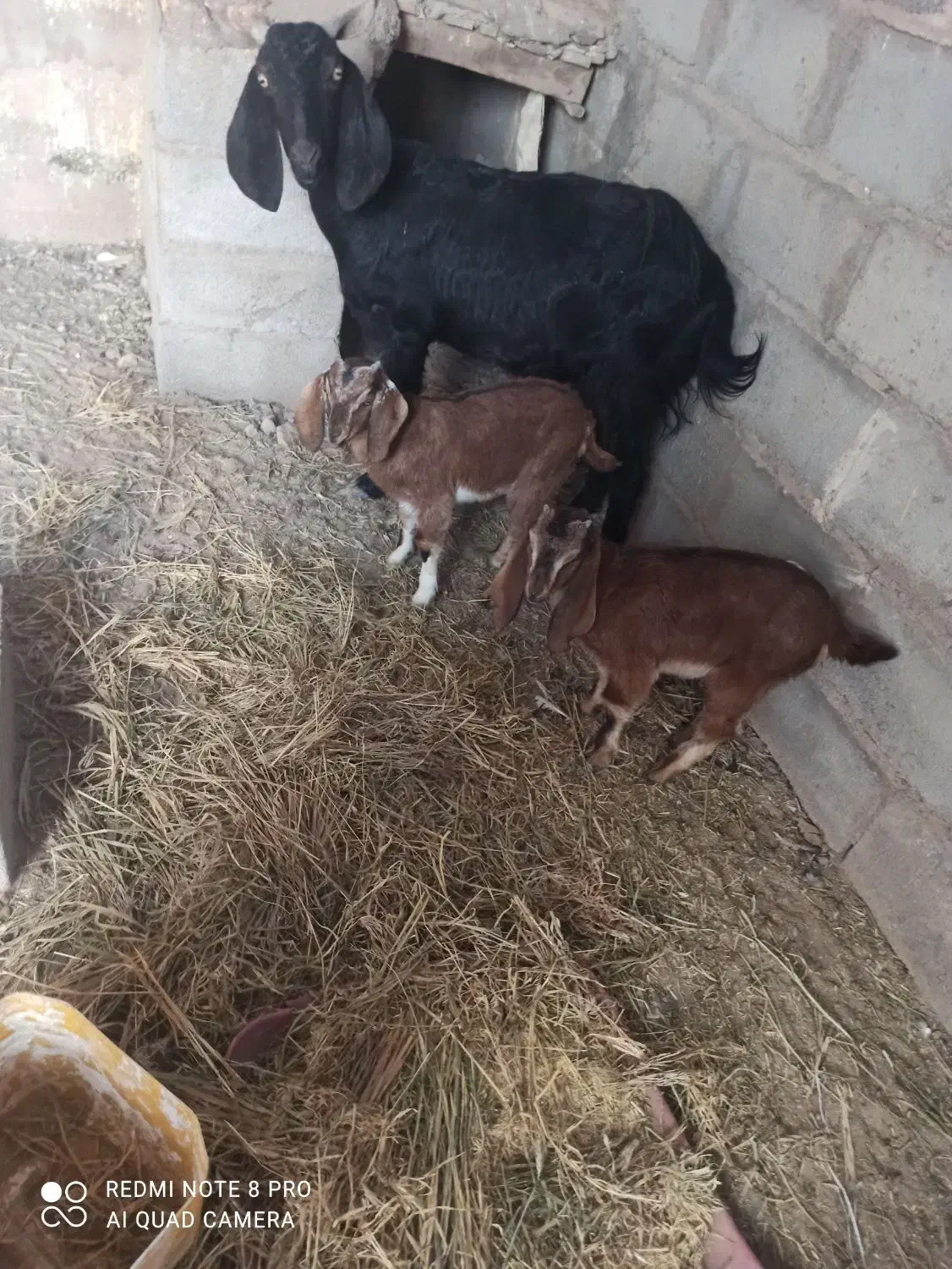 بزکره|حیوانات مزرعه|فردوس (کرمان), |دیوار