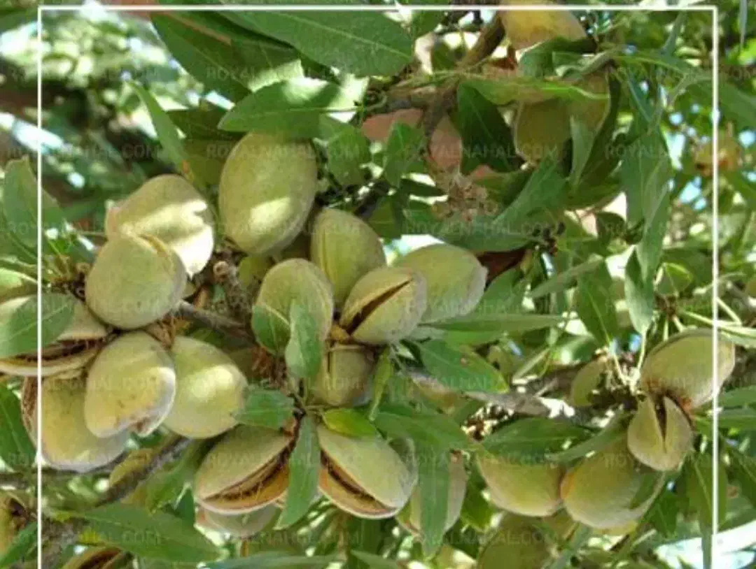 آغاز فروش نهال بادام درنهالستان قنبری|گل و گیاه طبیعی|ارومیه, |دیوار