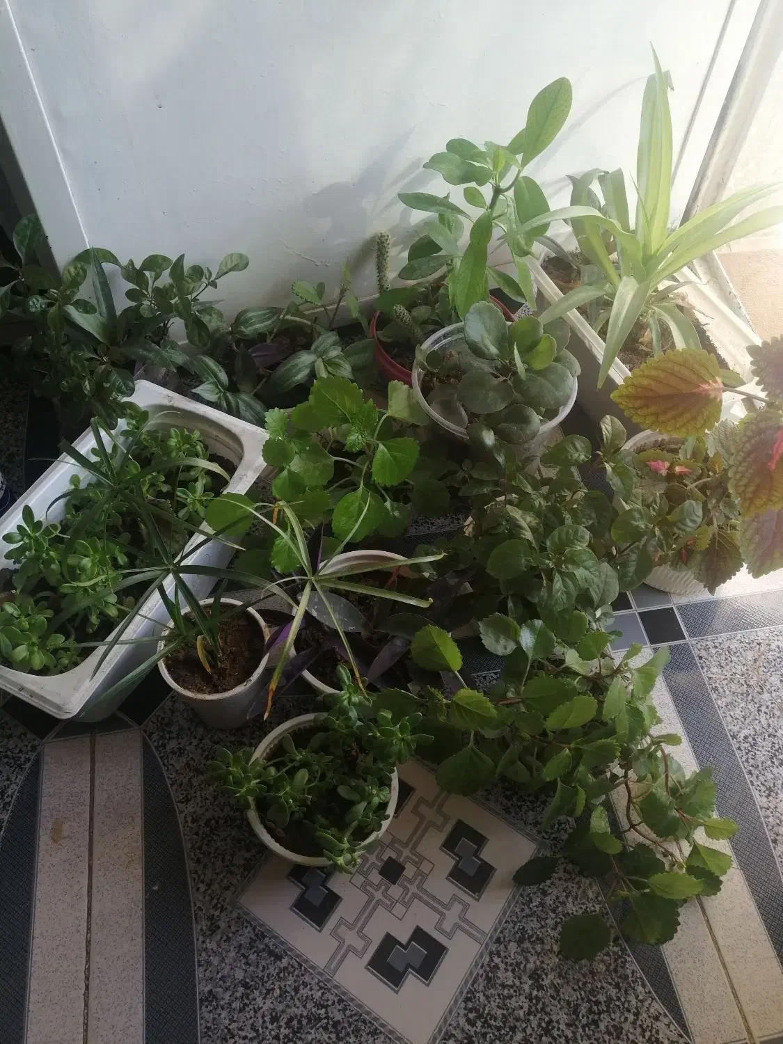 گل اپارتمانی|گل و گیاه طبیعی|یاسوج, |دیوار