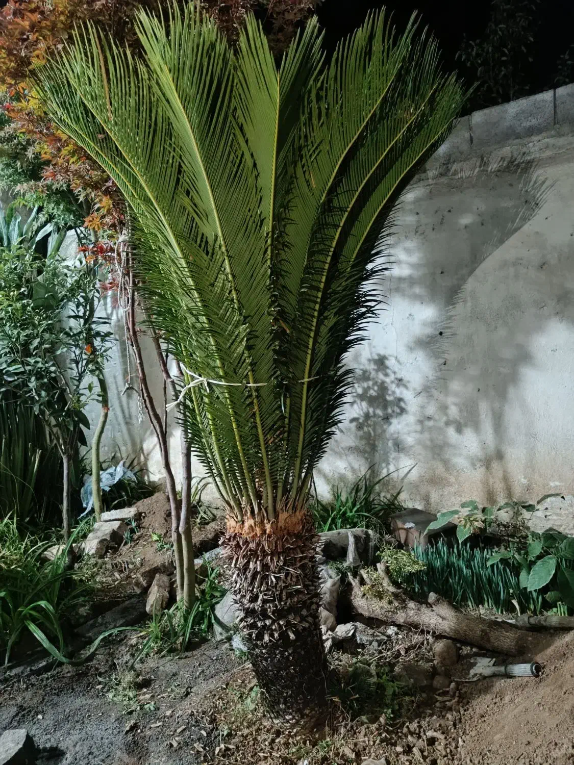 فروش دو عدد سیکاس|گل و گیاه طبیعی|رودسر, |دیوار