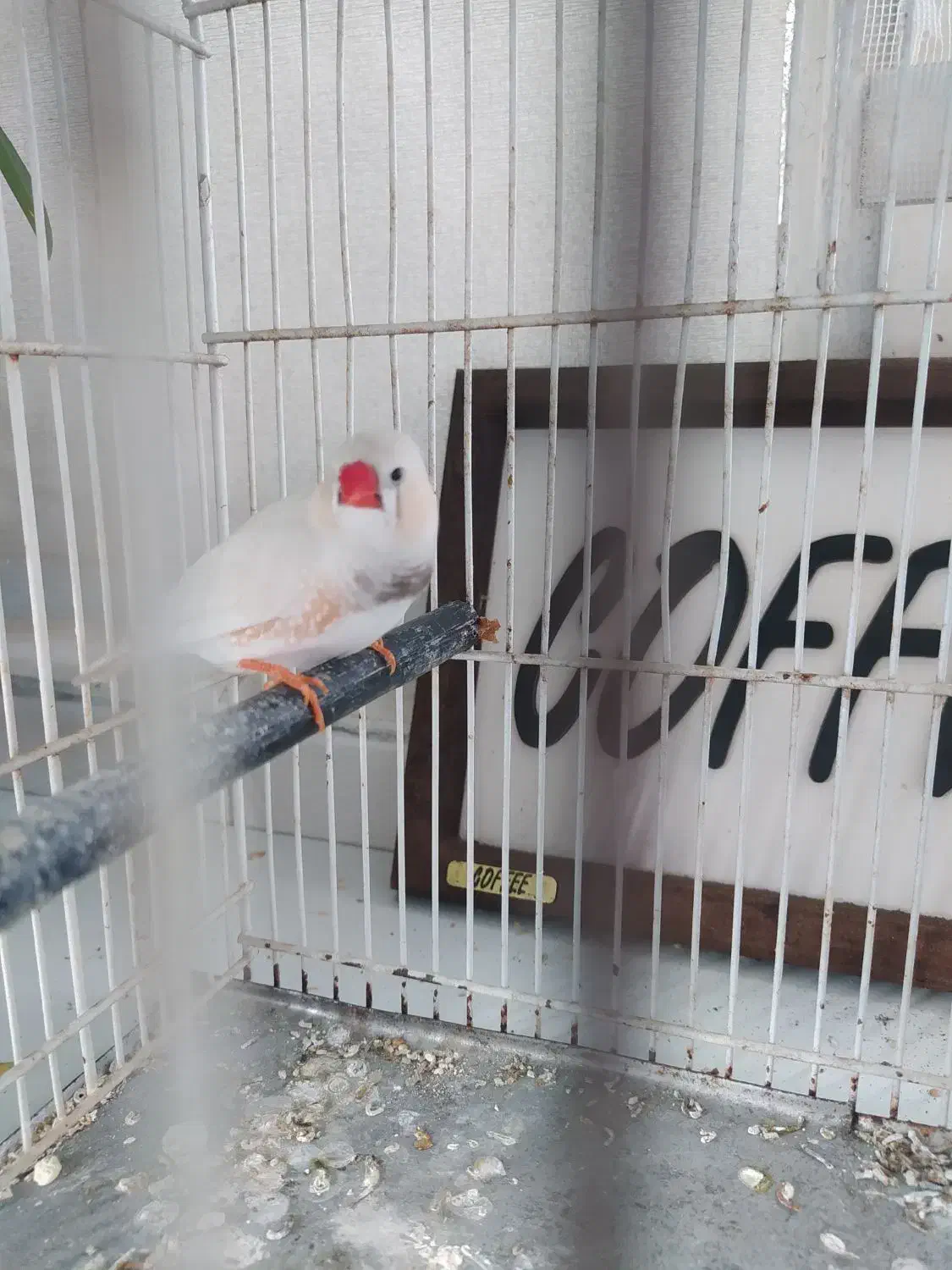 فنچ بالغ نر|پرنده|تهران, کیانشهر|دیوار