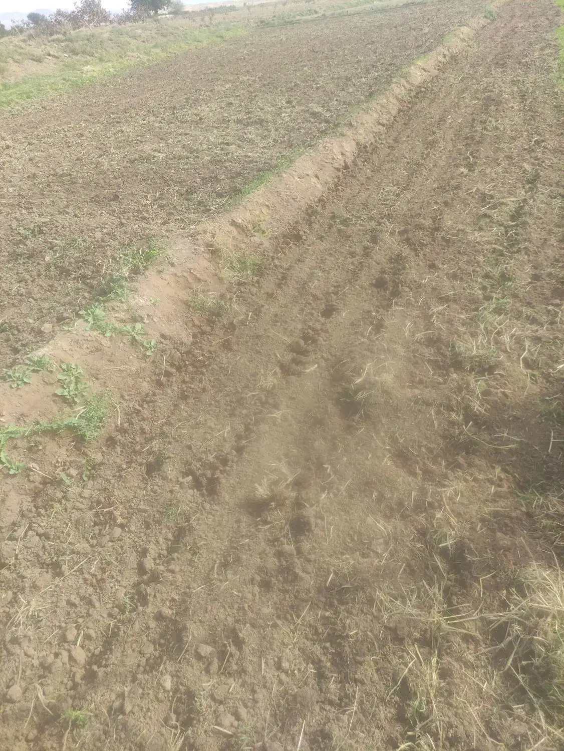 شخم زدن زمین زعفران با تیلر|خدمات باغبانی و درختکاری|سبزوار, قصبه شرقی|دیوار