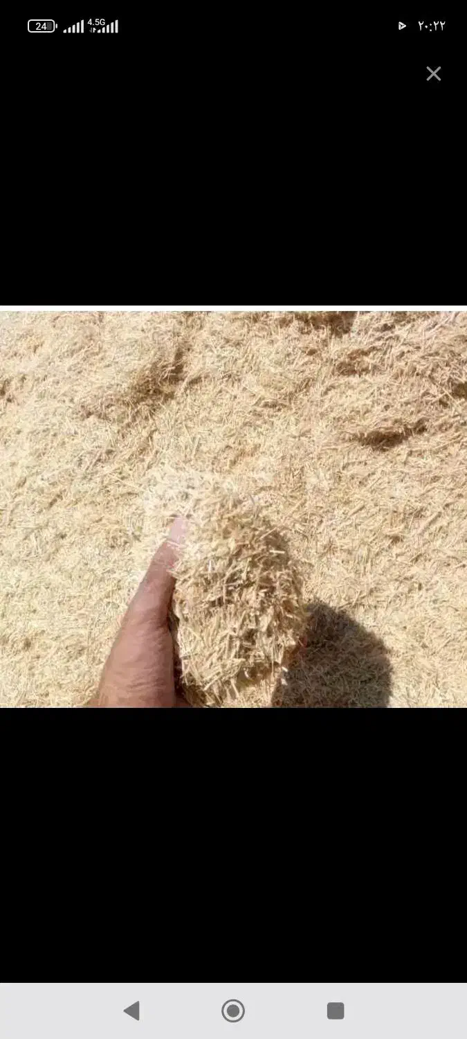 کاه گندم|لوازم جانبی حیوانات|بیرانوند, |دیوار