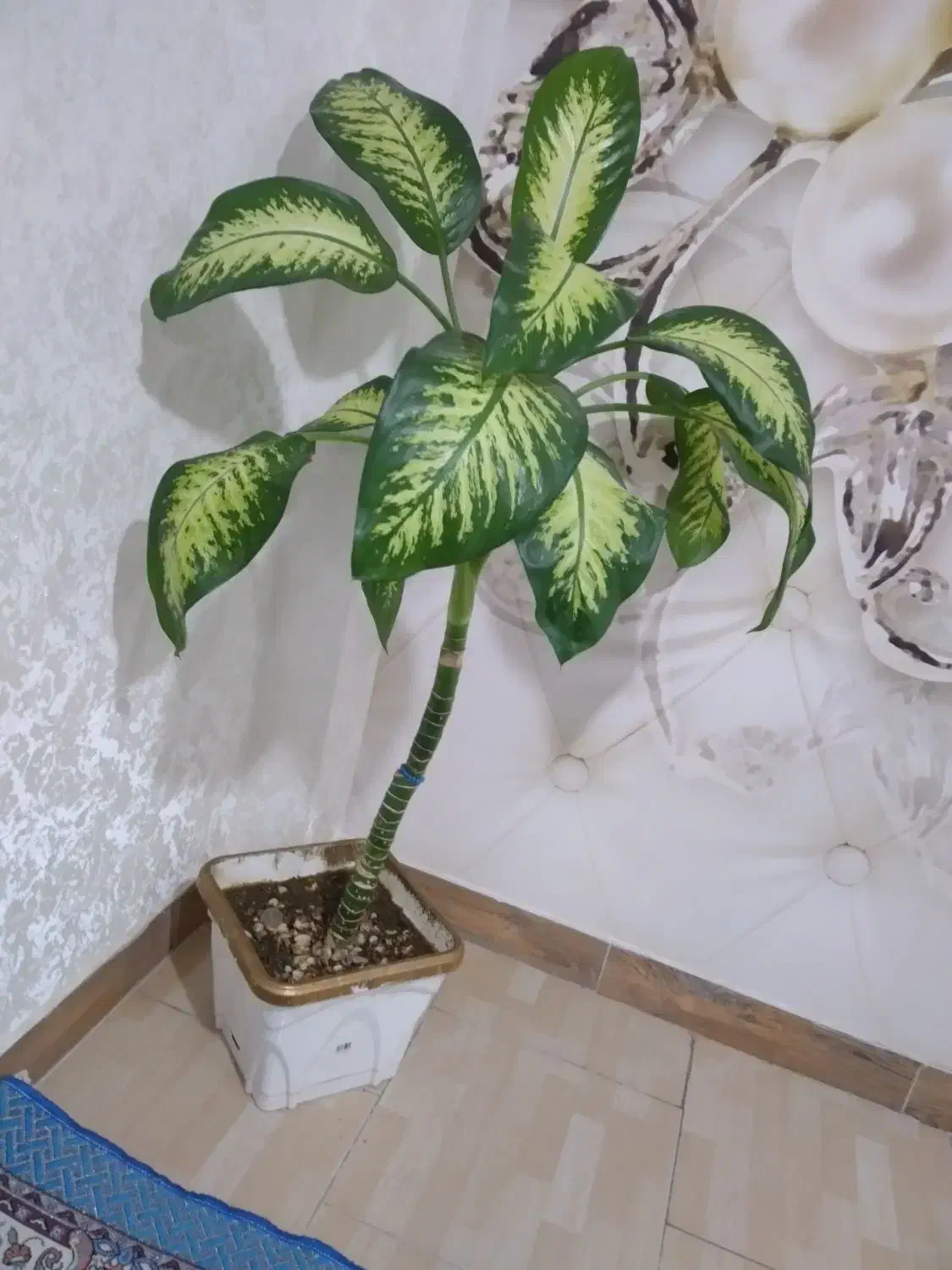 گل دیفن|گل و گیاه طبیعی|بهارستان, |دیوار