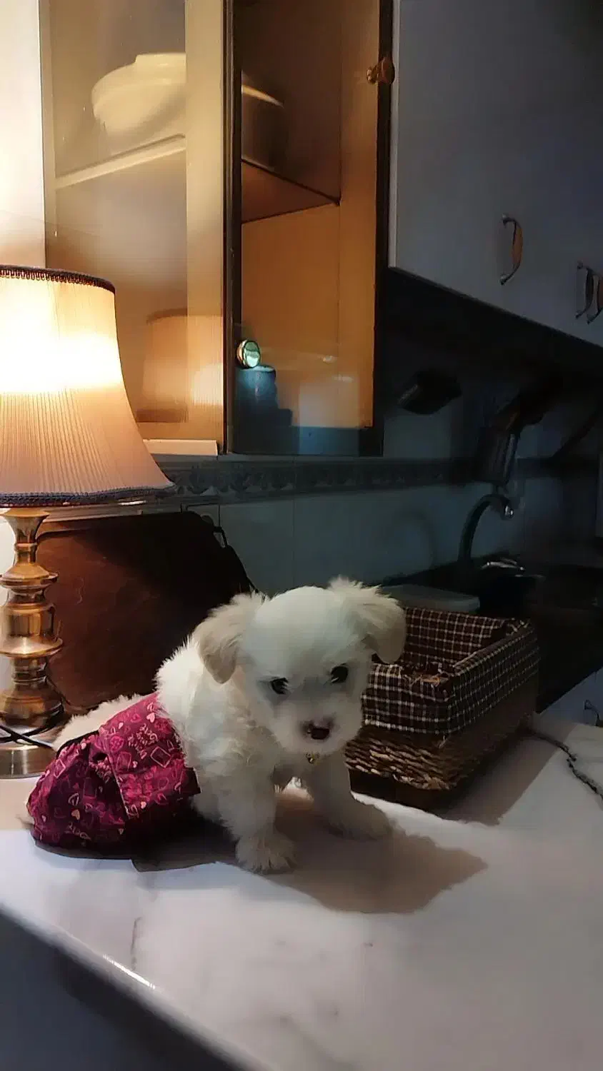 پودل مالتیز سه ماهه نر|سگ|تهران, تسلیحات|دیوار