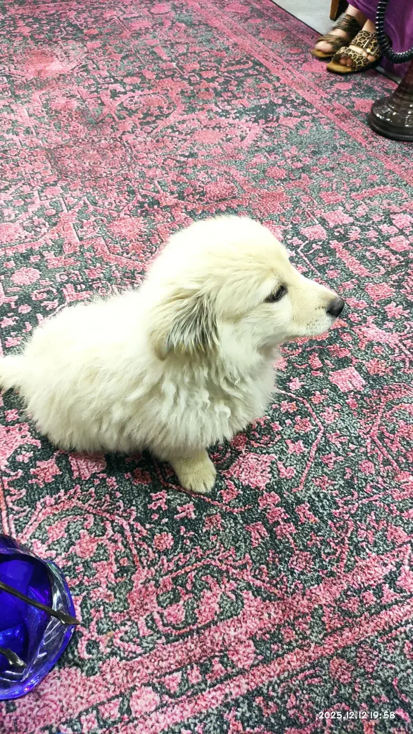 واگذاری سگ نر پامر میکس اشپیتز تریر|سگ|تهران, فردوس|دیوار