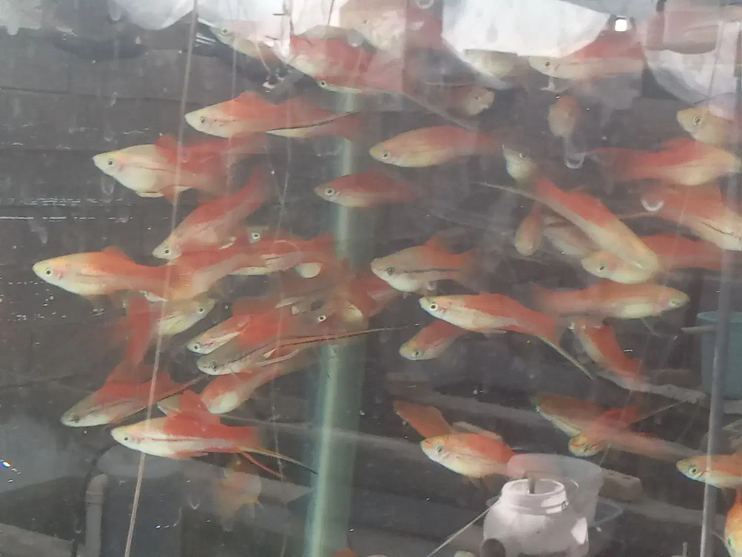 فروش انواع ماهی زینتی|ماهی|شیراز, جمال آباد|دیوار