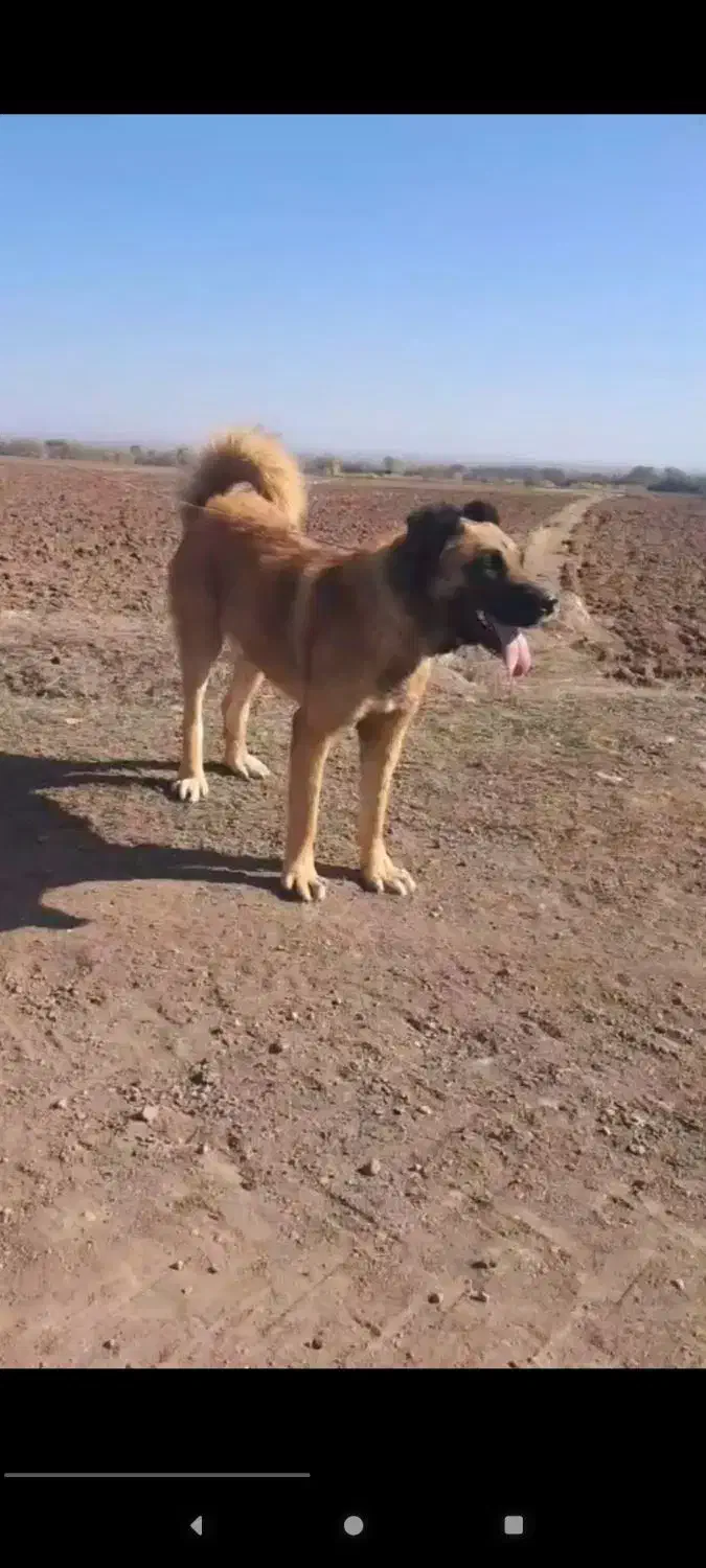 سگ سرابی نژادقدیم|سگ|اردبیل, |دیوار