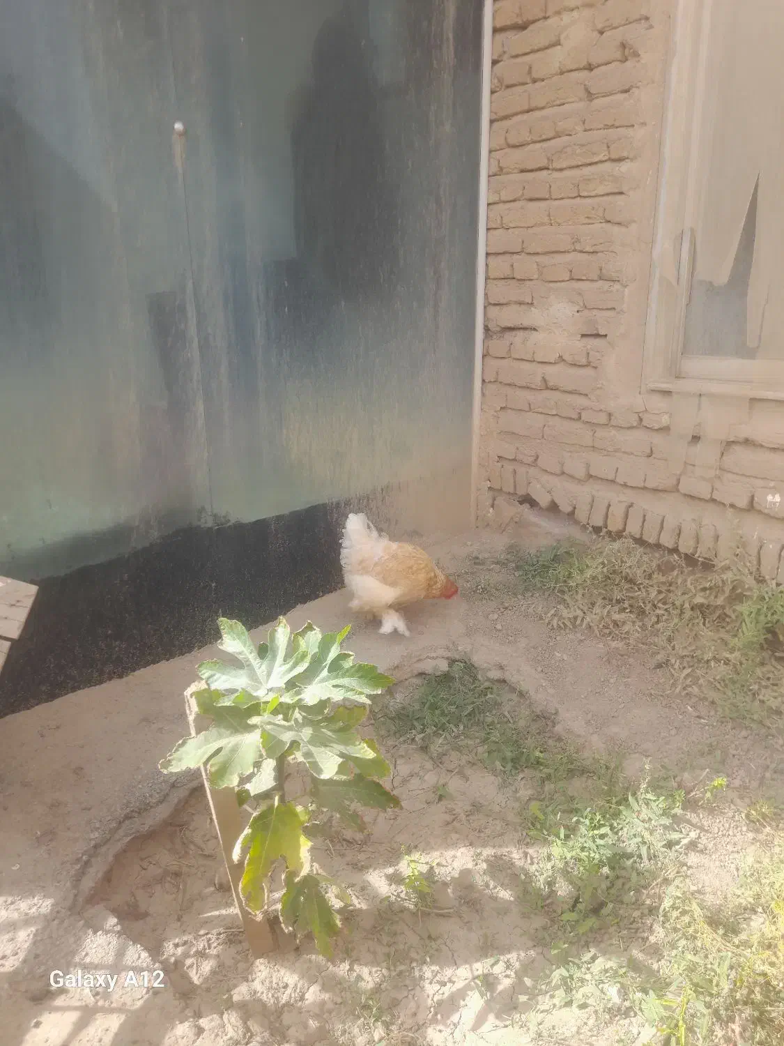 جفت برهما|حیوانات مزرعه|خواجه, |دیوار