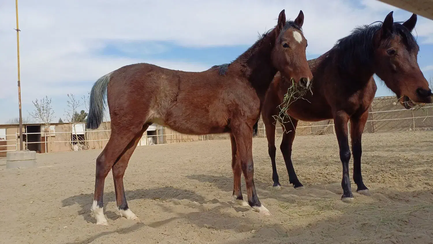 2عدداسب زیبااصیل کامل چک معتبر به بالاترین پیشنهاد|اسب و تجهیزات اسبسواری|اصفهان, باغ دریاچه|دیوار