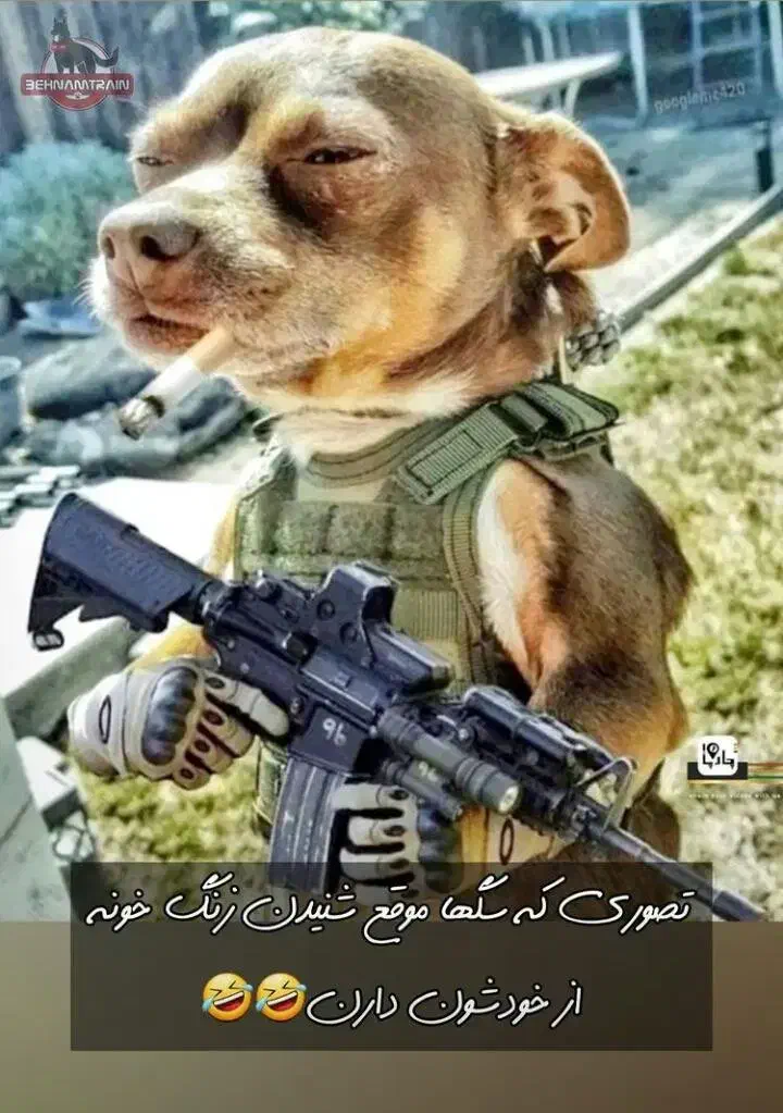 مربی سگ|خدمات آموزشی|اصفهان, جلفا|دیوار