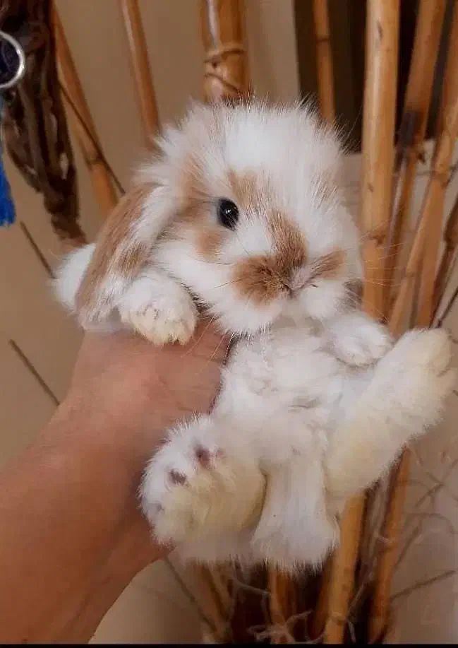 خرگوش لوپ|موش و خرگوش|کرج, حصارک بالا|دیوار