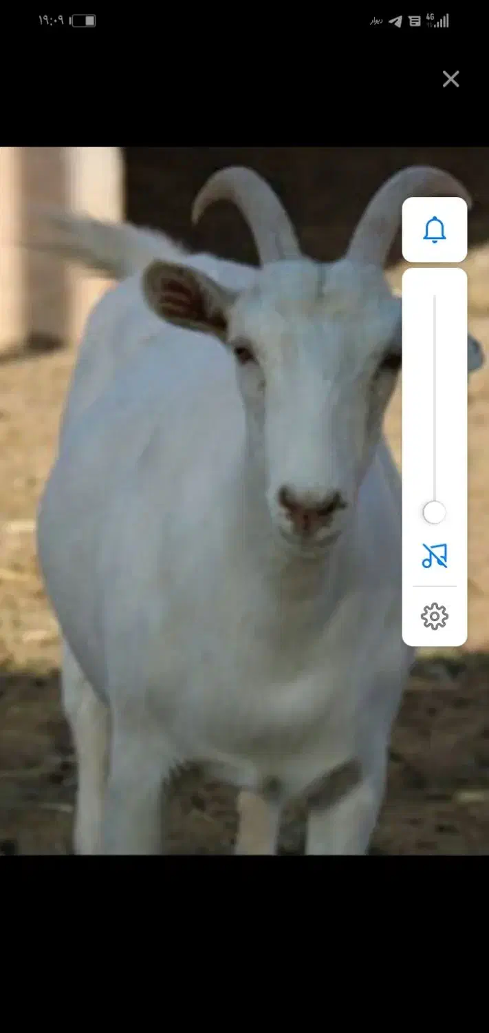 بز سانن|حیوانات مزرعه|تایباد, |دیوار