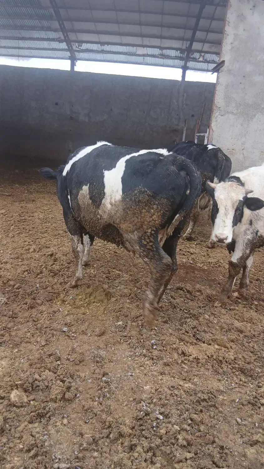 گاو آبستن سنگین|حیوانات مزرعه|ضیاء آباد, |دیوار