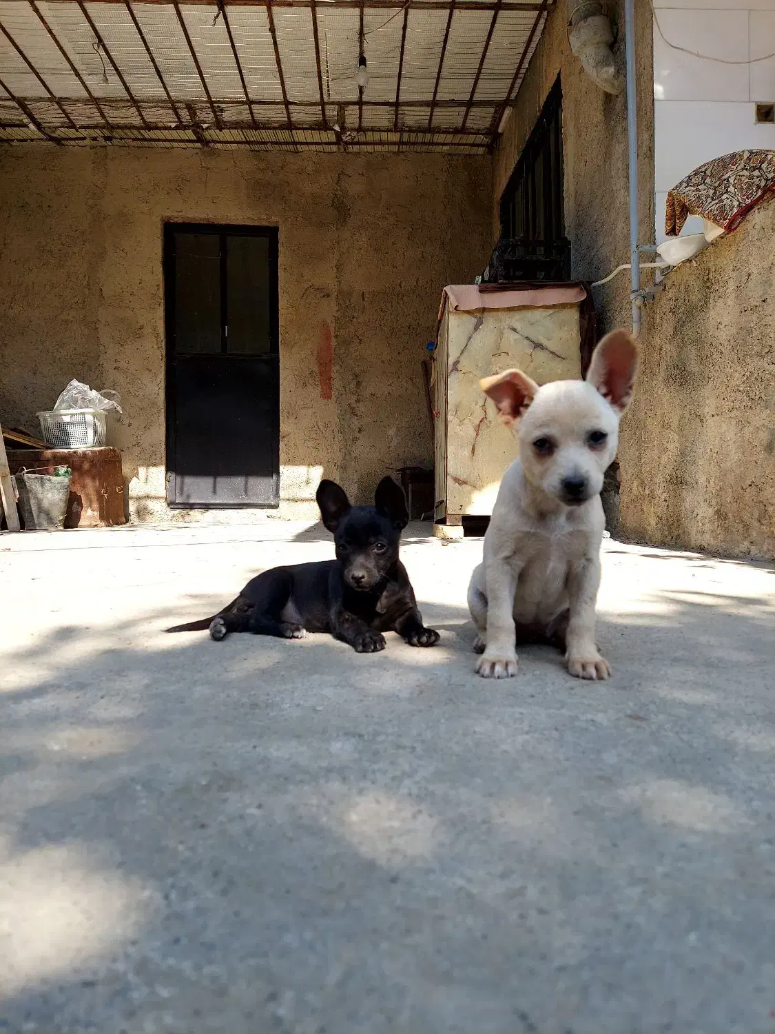 توله سگ شیواوا+اشپیتز|سگ|رستمکلا, |دیوار