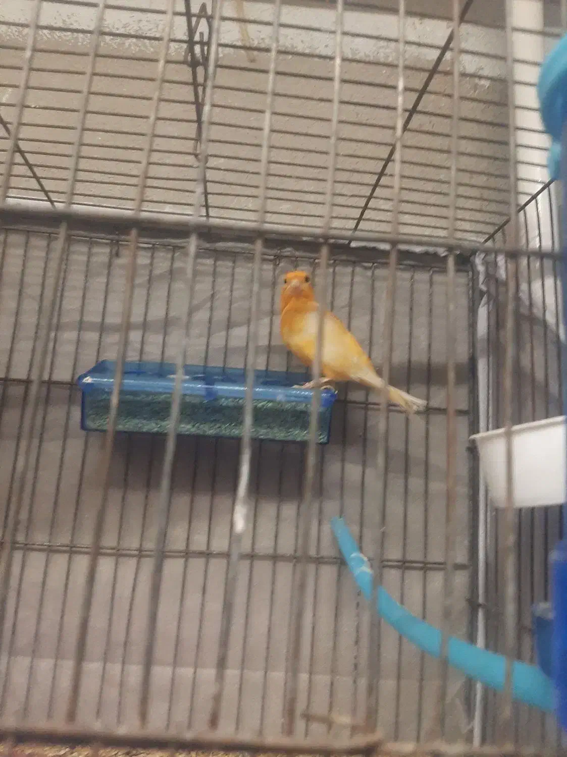 قناری عروس گلبسر|پرنده|تاکستان, |دیوار