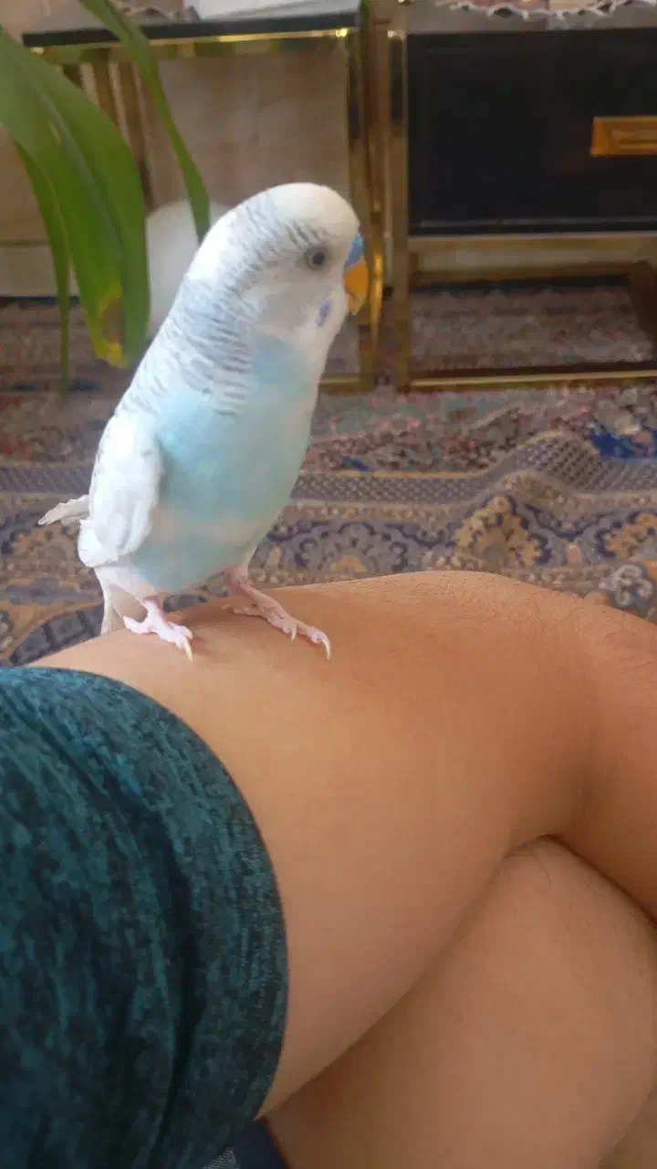 مرغ عشق دستی و جفت تمام زرد چشم شرابی|پرنده|راین, |دیوار