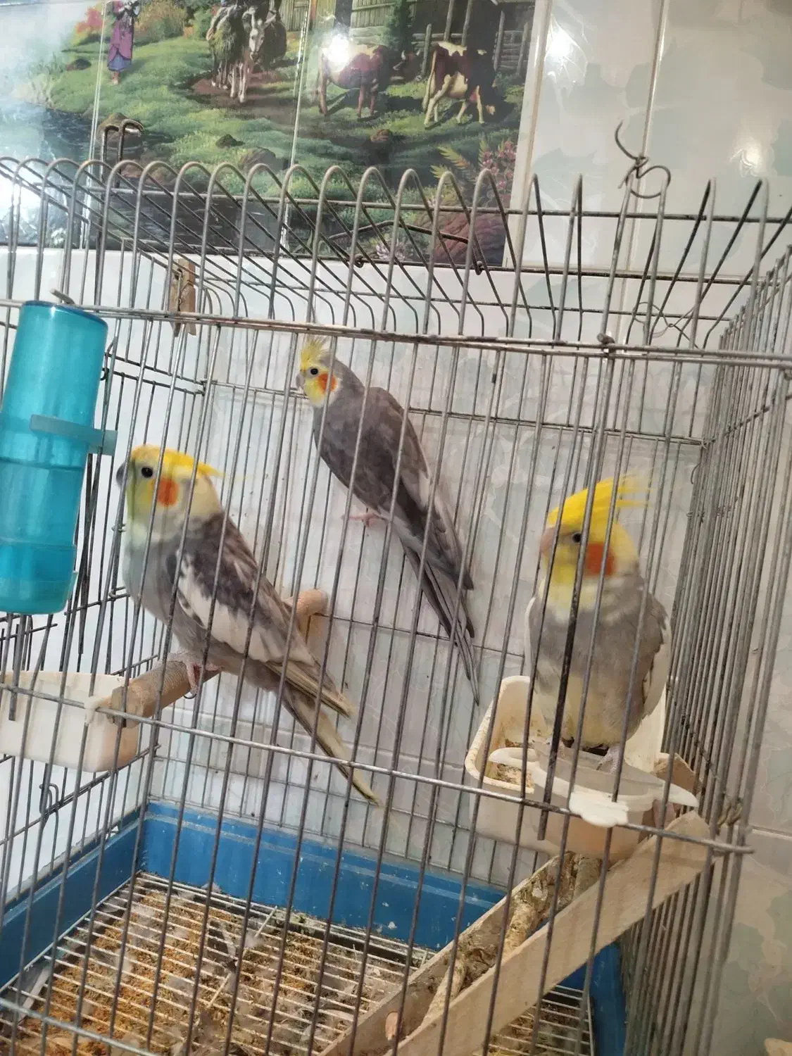 عروس هلندی|پرنده|یزد, |دیوار