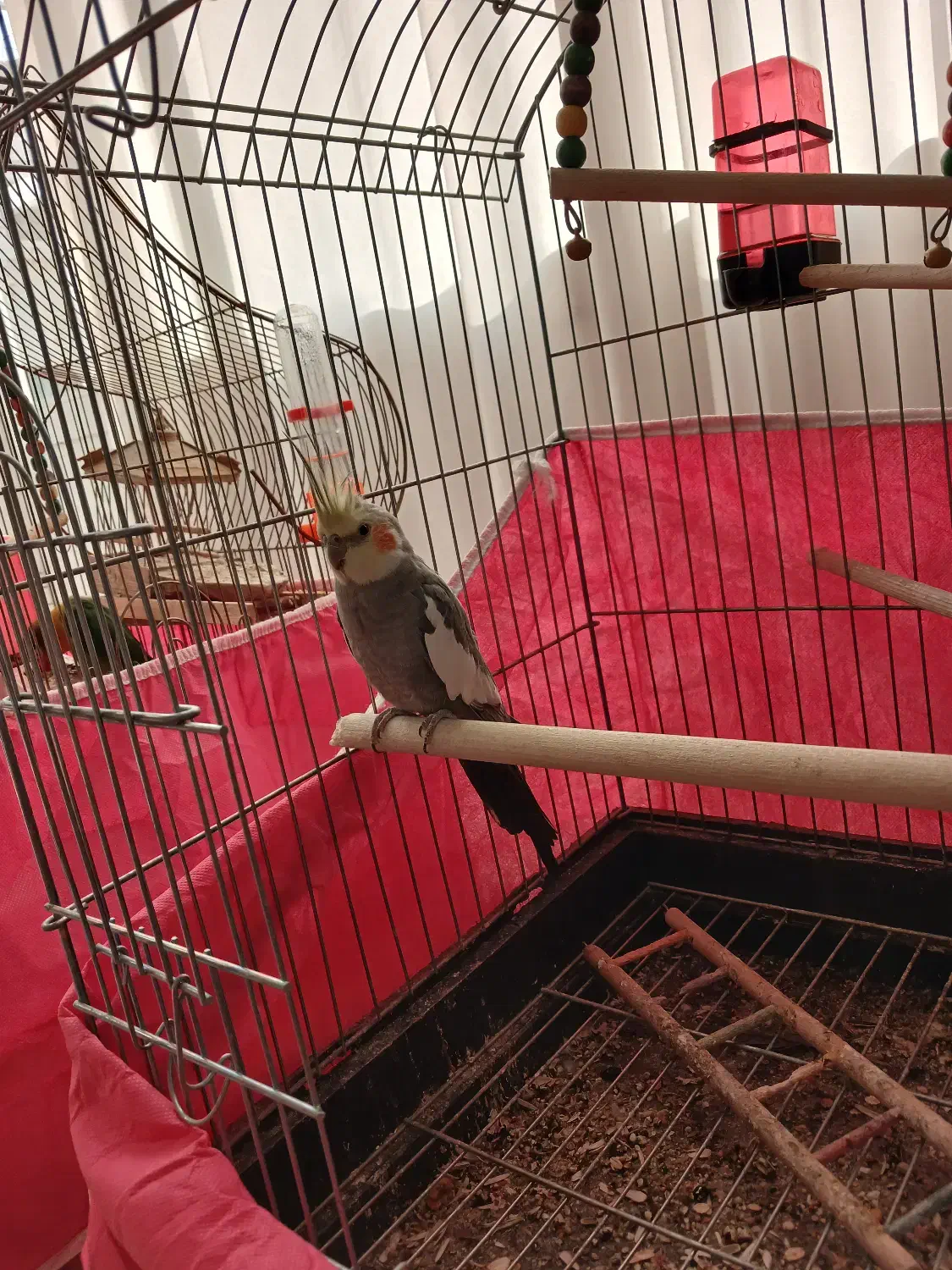 عروس هلندی نر تو پر|پرنده|اصفهان, رکن الدوله شرقی|دیوار