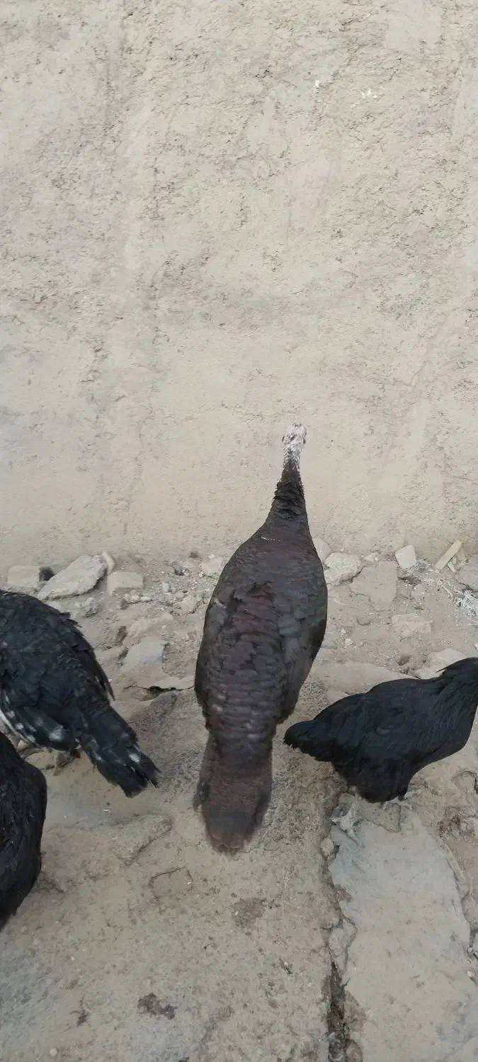 بوقلمون|حیوانات مزرعه|تاکستان, |دیوار