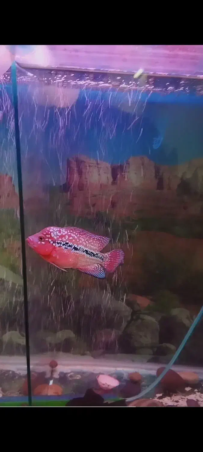 ماهی فلاور سوپر رد کامفا|ماهی|کرج, حصارک پایین|دیوار