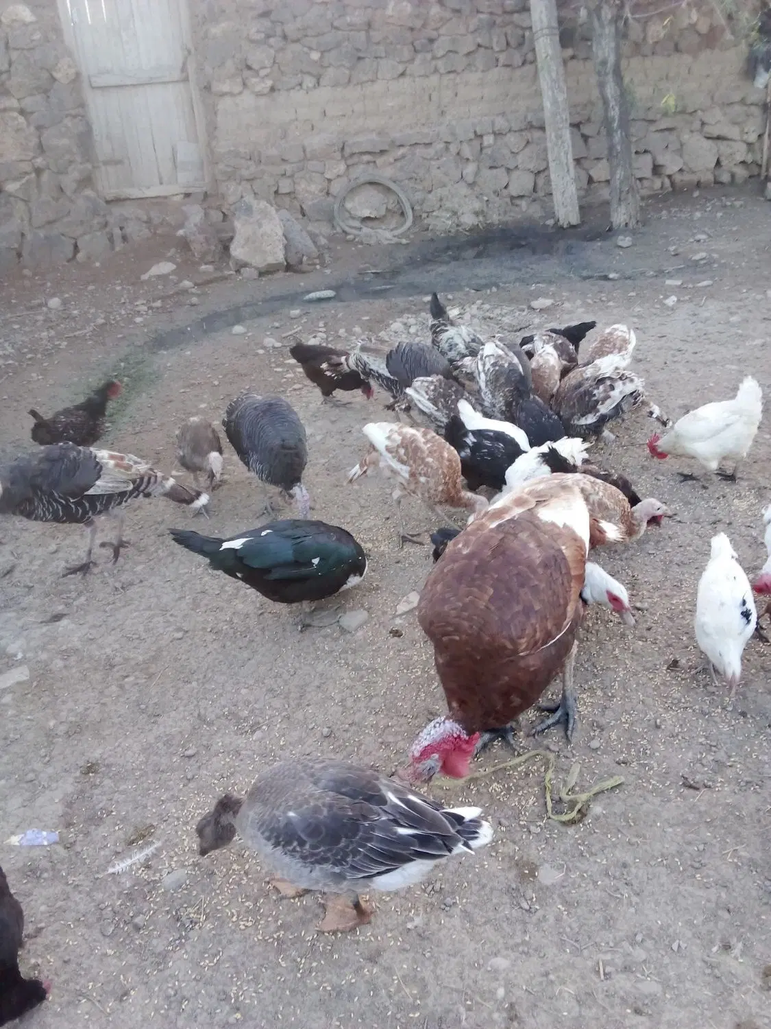 09145098779|سیم‌کارت|پلدشت, |دیوار