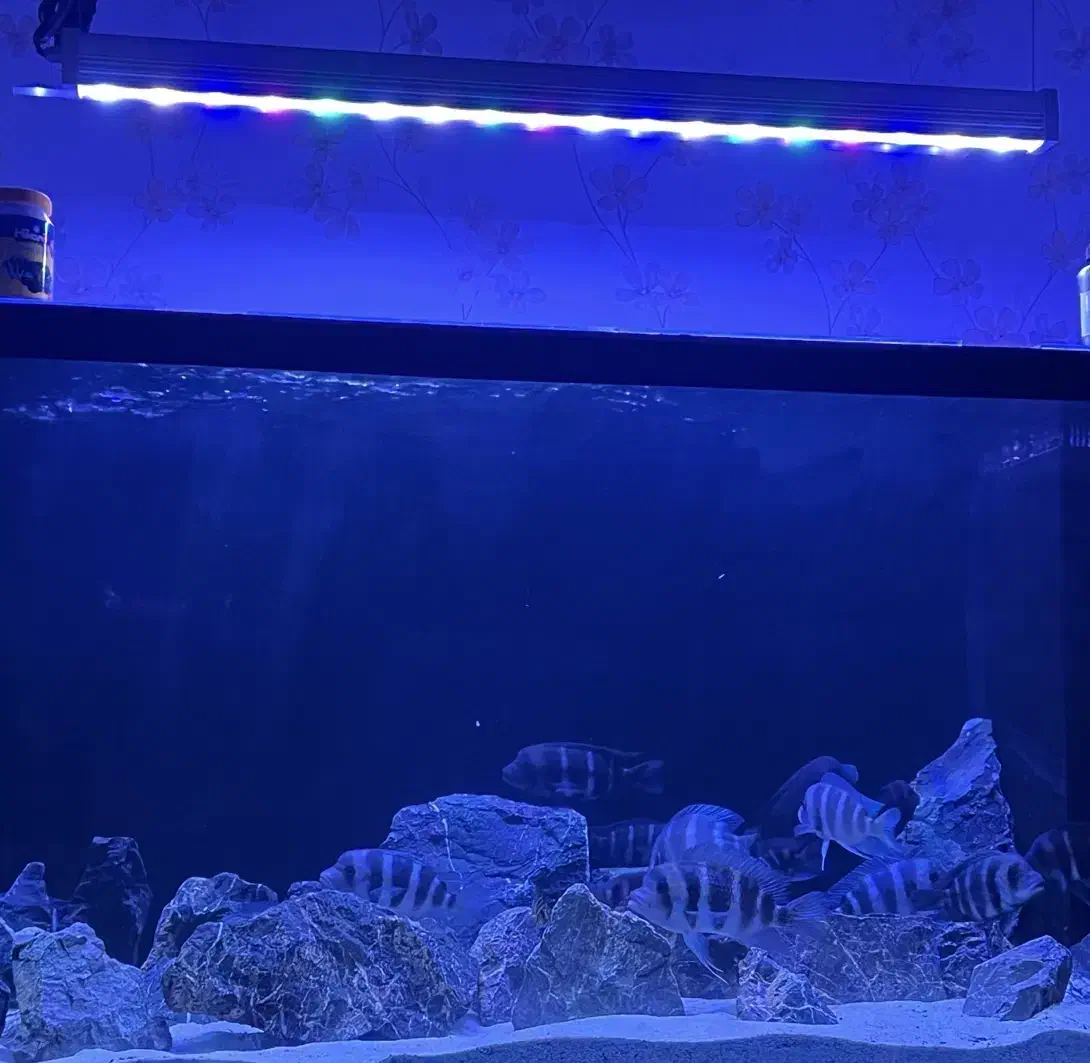 نور آکواریوم اپلیکیشن دار|ماهی|تهران, صادقیه|دیوار