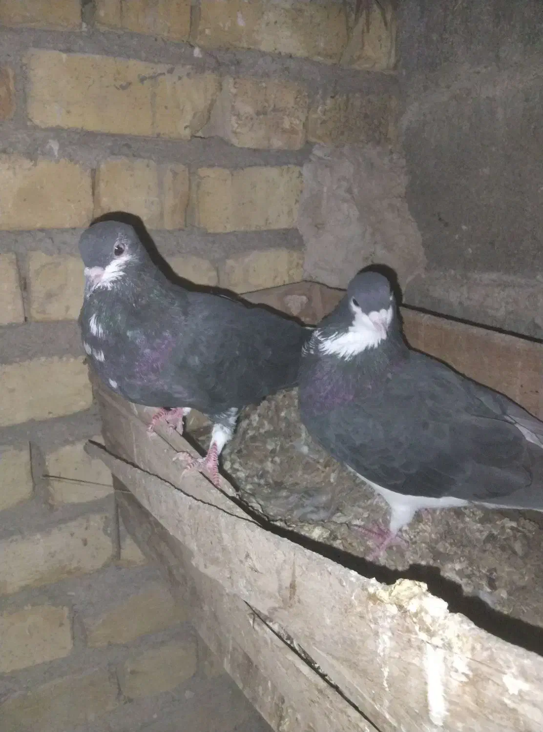 خوشرنگ و طوقی|پرنده|جره و بالاده, |دیوار