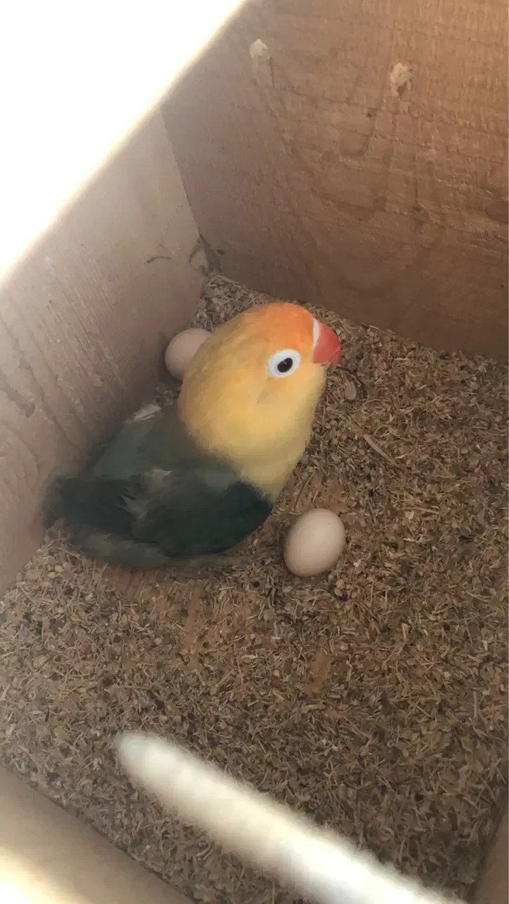 طوطی برزیلی پاربلو|پرنده|ساری, |دیوار