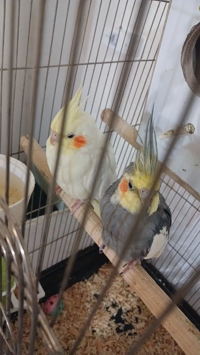 فروش یک جفت عروس هلندی سخنگو|پرنده|قزوین, |دیوار