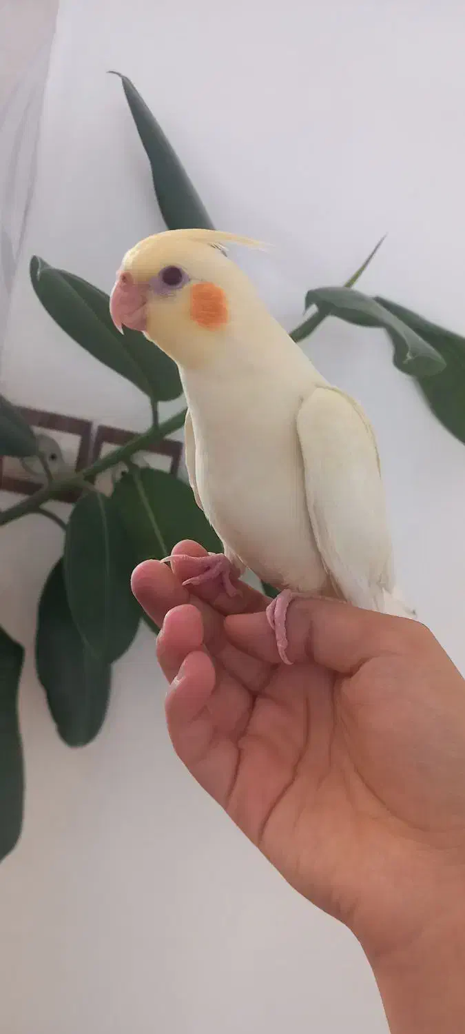 جوجه عروس هلندی|پرنده|دهگلان, |دیوار