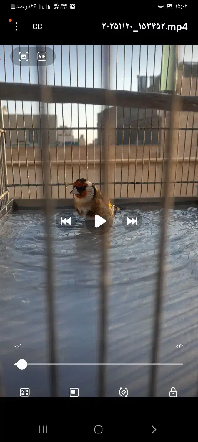 سره دو ساله|پرنده|شهریار, شهریار|دیوار