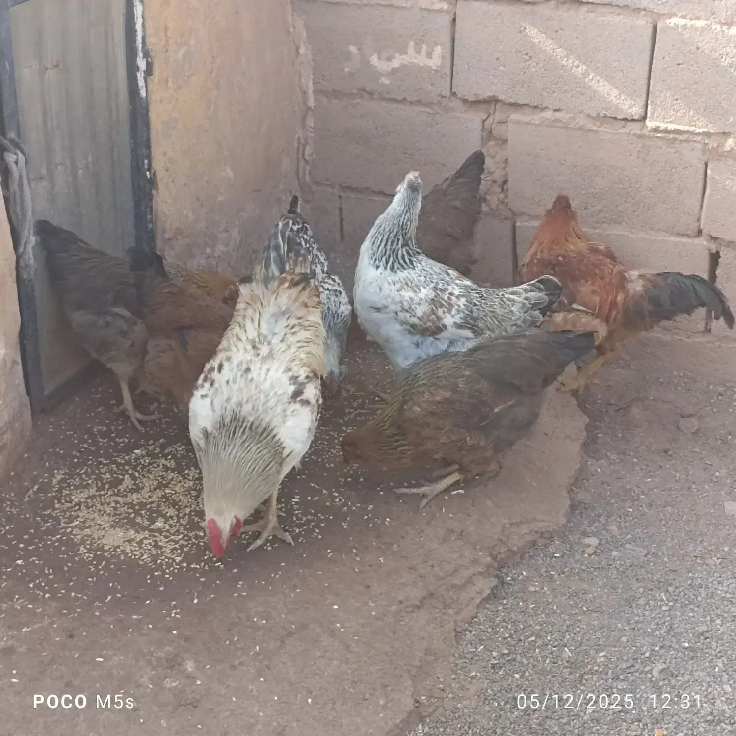 مرغ فروشی|حیوانات مزرعه|پائین جام, |دیوار