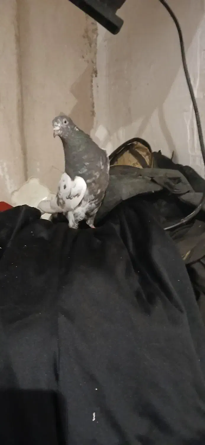 کفتر کله سیاه|پرنده|بروجرد, |دیوار