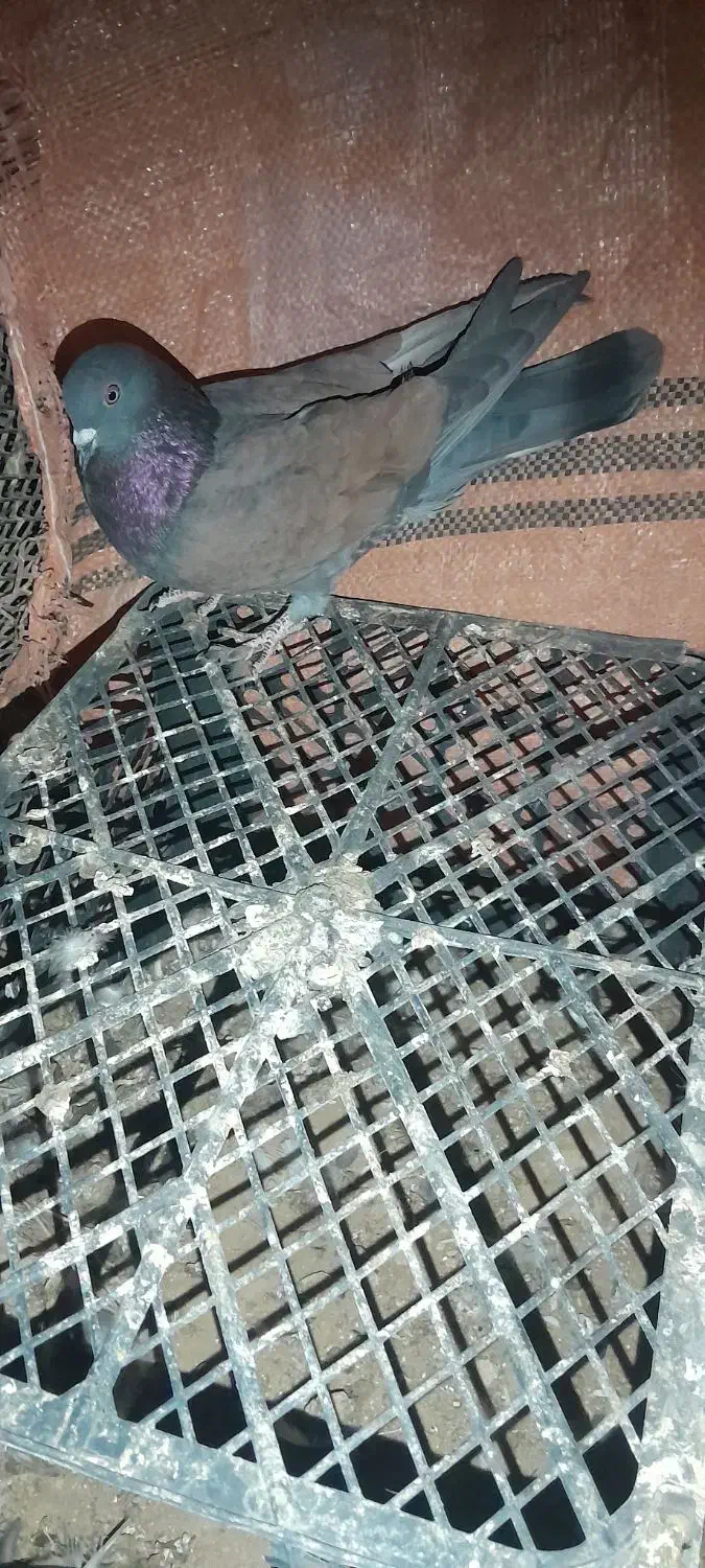 فروش ۳تا تهرانی|پرنده|دهلران, |دیوار