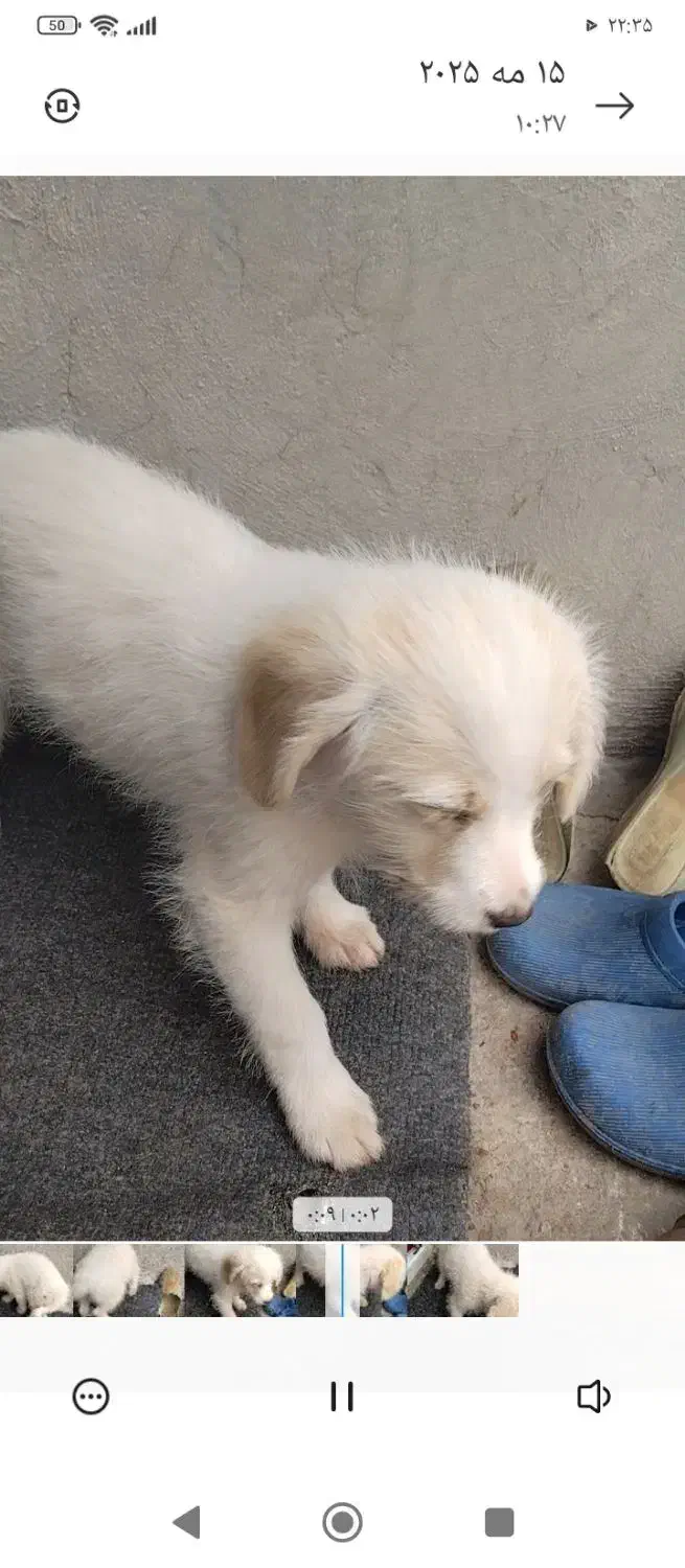 حیوان خانگی واکسن زده|سگ|ماکو, |دیوار