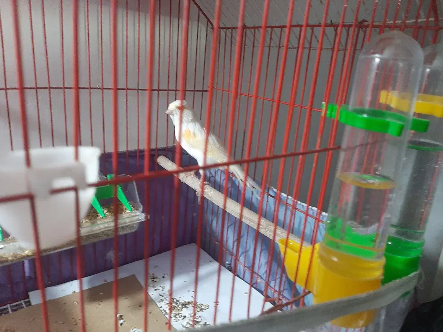 قناری ماده سالم و سرحال معاوضه با نر|پرنده|کوچصفهان, |دیوار