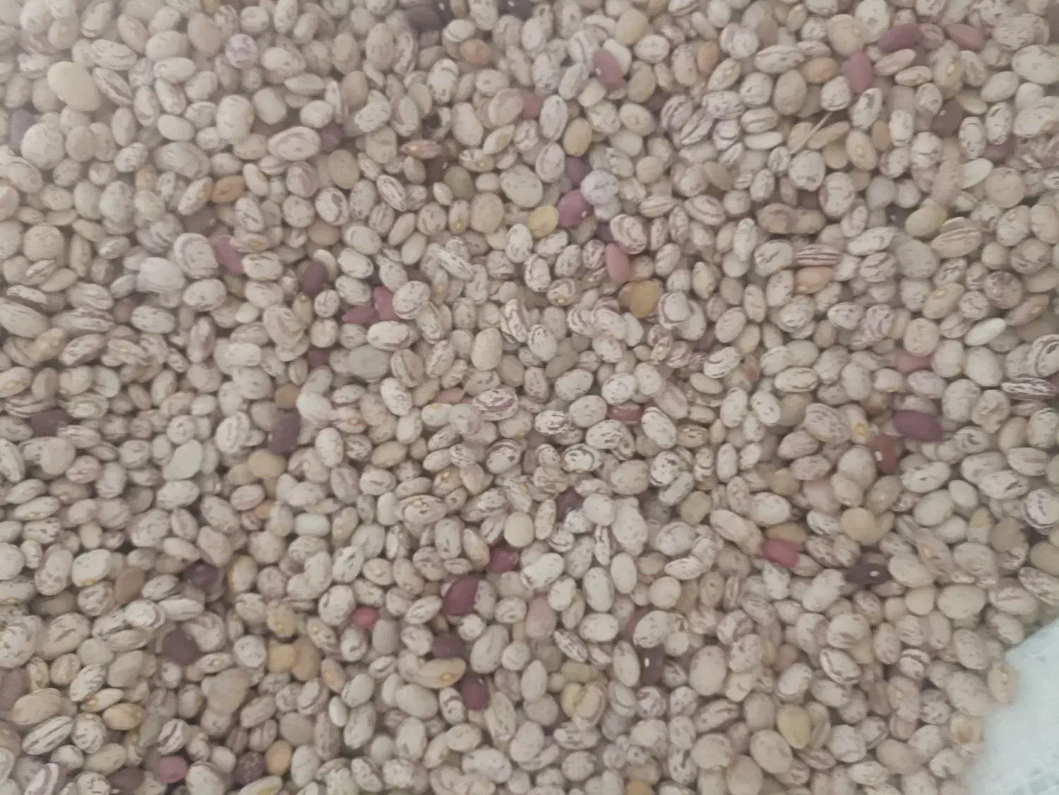 لوبیا چیتی|خوردنی و آشامیدنی|کمیجان, |دیوار