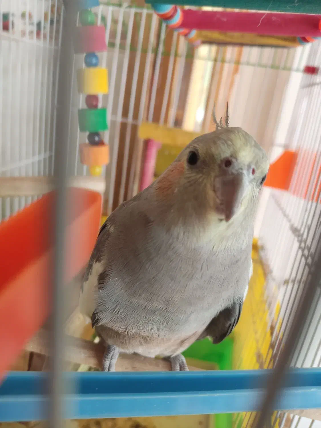 عروس هلندی دستی|پرنده|شهرضا, |دیوار