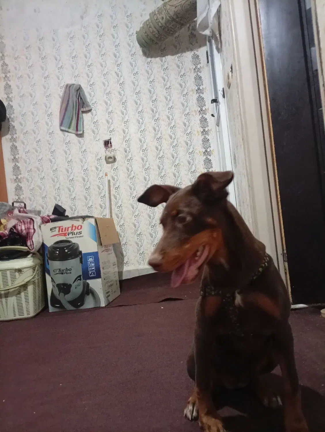 دوبرمن|سگ|مشهد, شهرک بهارستان|دیوار