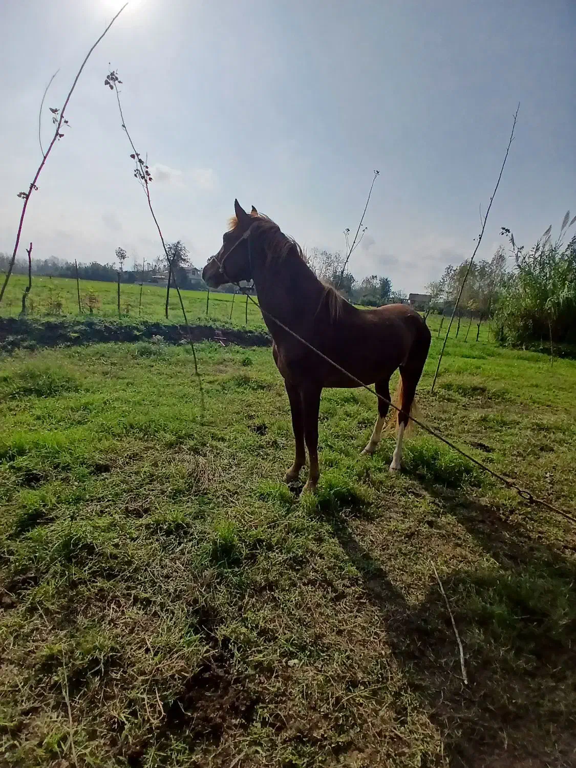 اسب جوان 3سال|اسب و تجهیزات اسبسواری|کوچصفهان, |دیوار